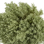 Santolina 14 cms pots - 20 cms height