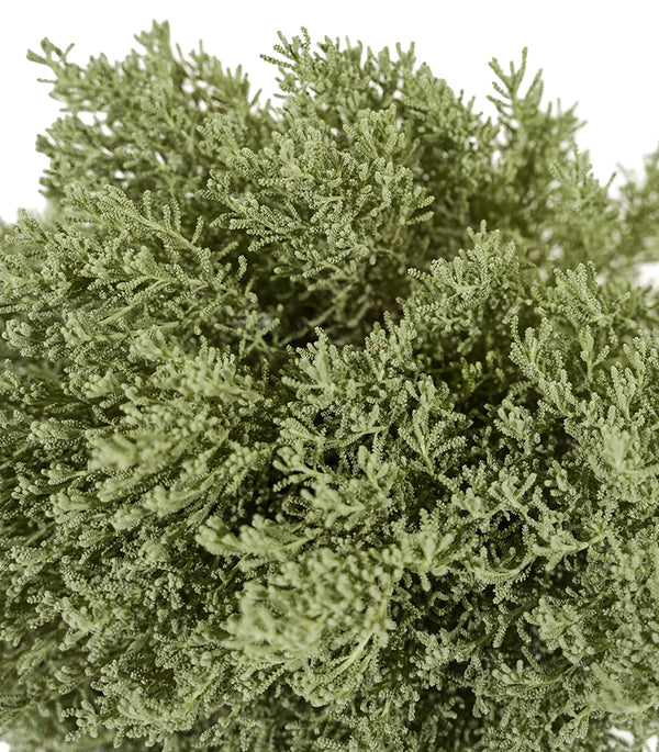 Santolina 14 cms pots - 20 cms height