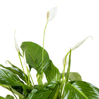 Spathiphyllum