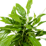 Spathiphyllum