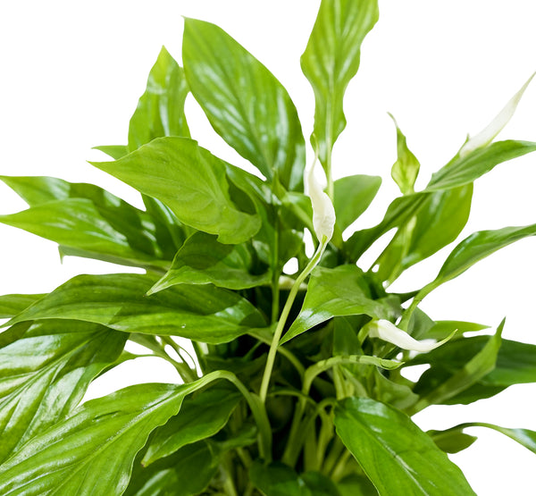 Spathiphyllum