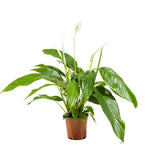 Spathiphyllum
