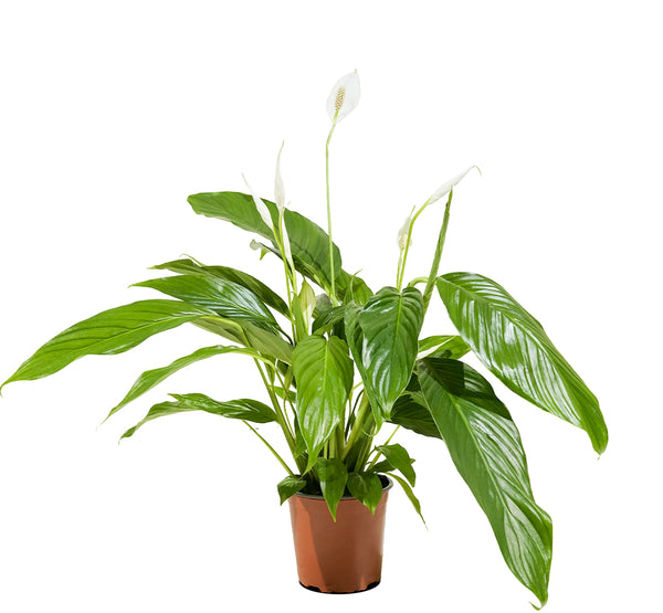 Spathiphyllum