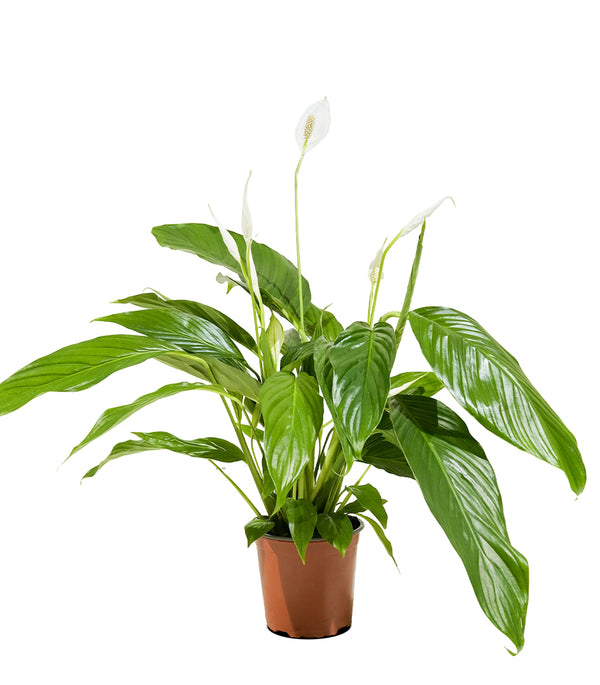 Spathiphyllum