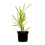 St Augastin Grass 10 cms pots - 10 cms height