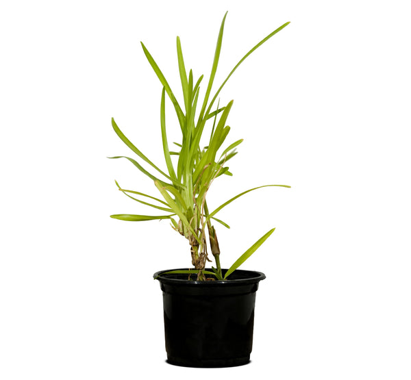 St Augastin Grass 10 cms pots - 10 cms height