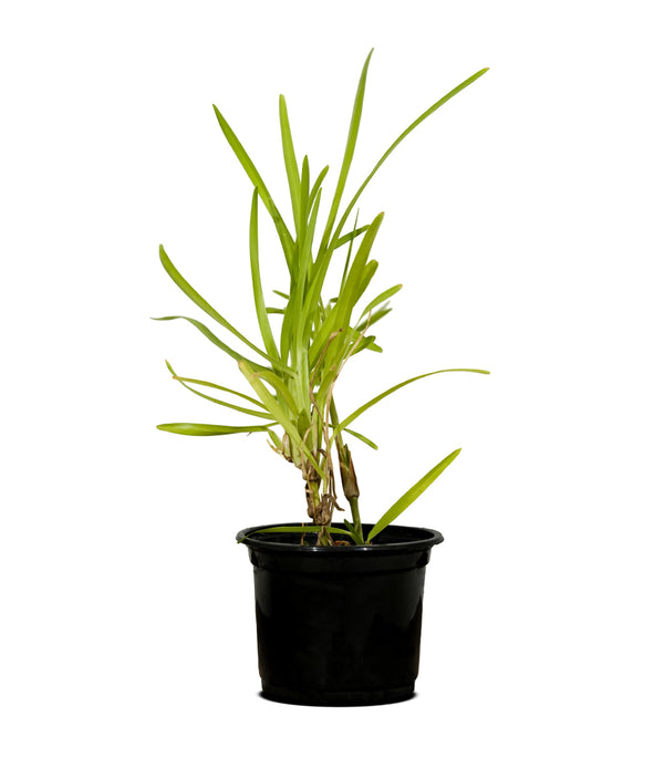 St Augastin Grass 10 cms pots - 10 cms height