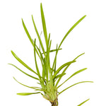 St Augastin Grass 10 cms pots - 10 cms height