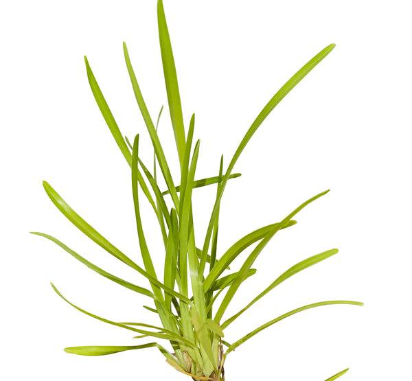 St Augastin Grass 10 cms pots - 10 cms height