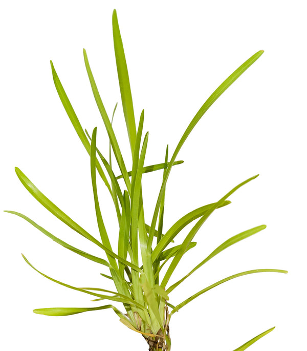 St Augastin Grass 10 cms pots - 10 cms height