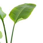 Strelitzia nicolai 3pp - 35 cm pots