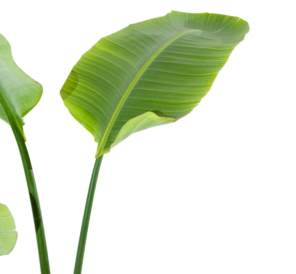 Strelitzia nicolai 3pp - 35 cm pots