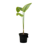 Strelitzia nicolai 3pp - 35 cm pots