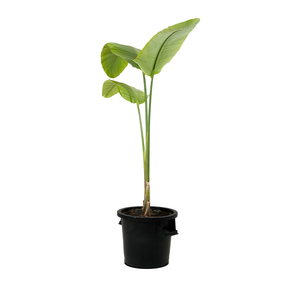 Strelitzia nicolai 3pp - 35 cm pots