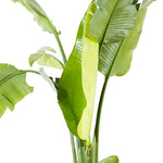 Strelitzia Nicolai