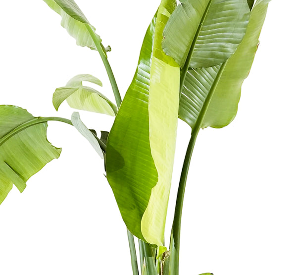 Strelitzia Nicolai