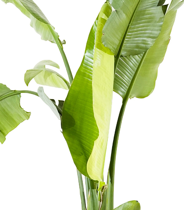 Strelitzia Nicolai
