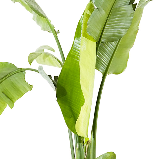 Strelitzia Nicolai