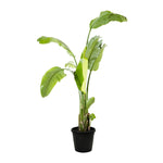 Strelitzia Nicolai
