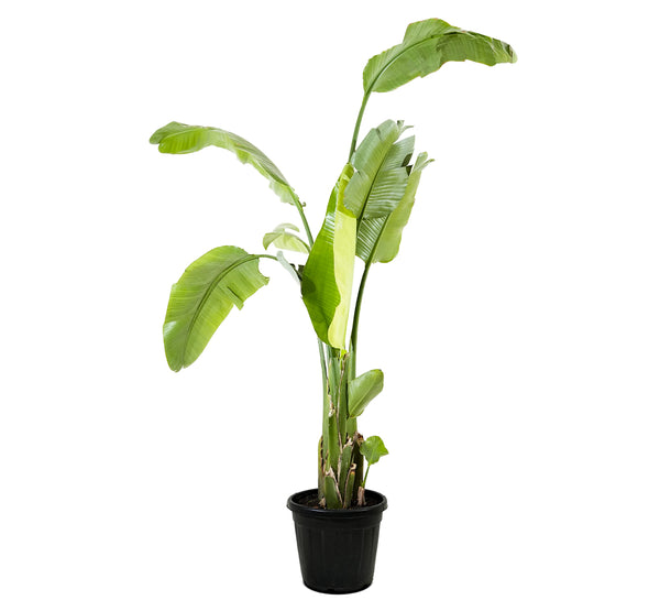 Strelitzia Nicolai