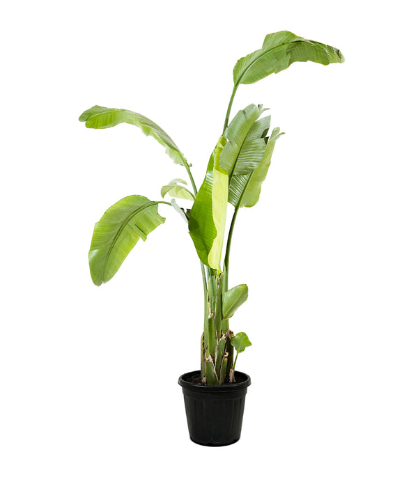 Strelitzia Nicolai