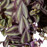 Tradescantia 18cm pots