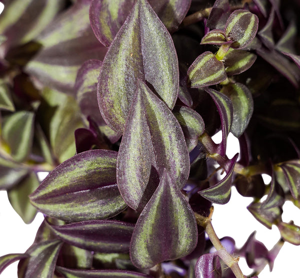 Tradescantia  18cm pots