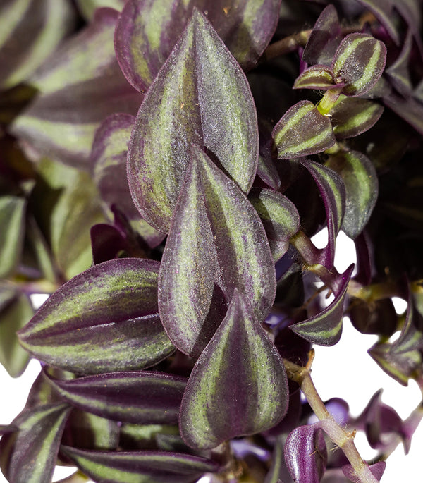 Tradescantia