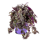 Tradescantia 18cm pots