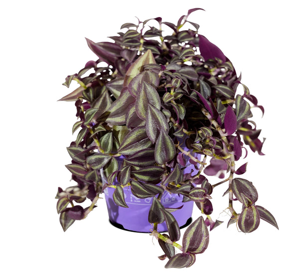 Tradescantia 18cm pots