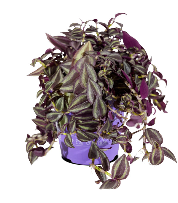 Tradescantia