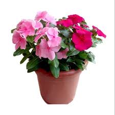 Vinca Rosa - Size: 10 cms-LP-Ground Cover-W:0-S:10 cms-H:10 cms