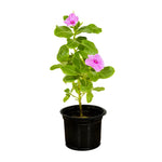 Vinca Rosa