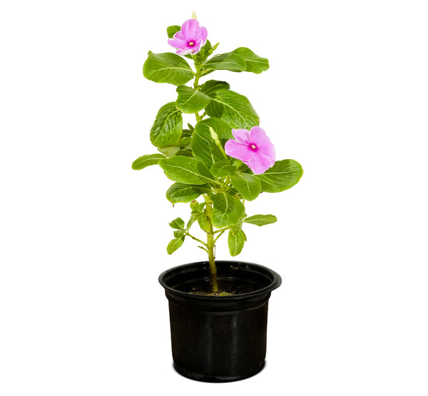 Vinca Rosa