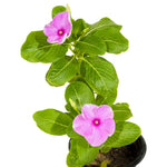 Vinca Rosa