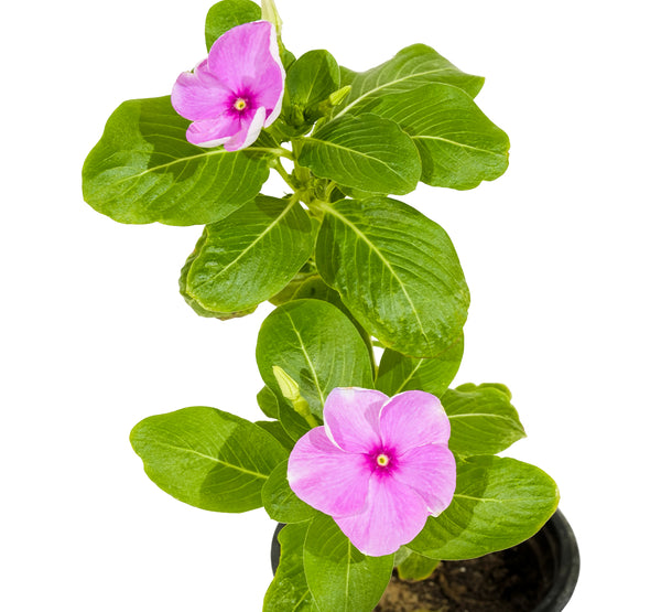 Vinca Rosa