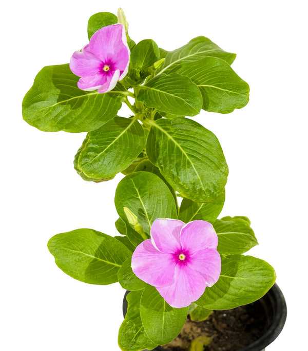 Vinca Rosa