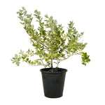 Vitex Green 25 cms pots - 1.5 mtrs height