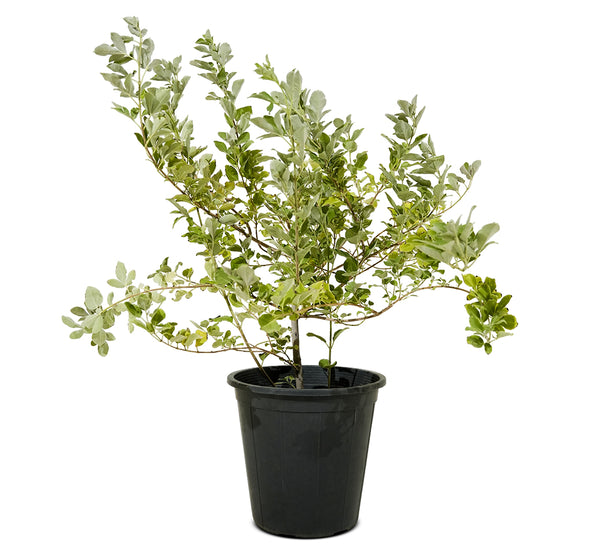 Vitex Green 25 cms pots - 1.5 mtrs height