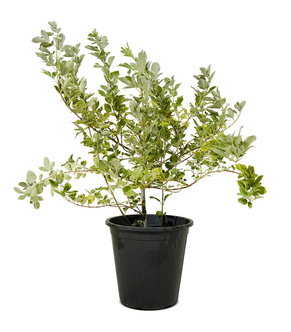 Vitex Green 25 cms pots - 1.5 mtrs height