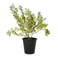 Vitex Green 25 cms pots - 1.5 mtrs height