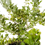 Vitex Green 25 cms pots - 1.5 mtrs height
