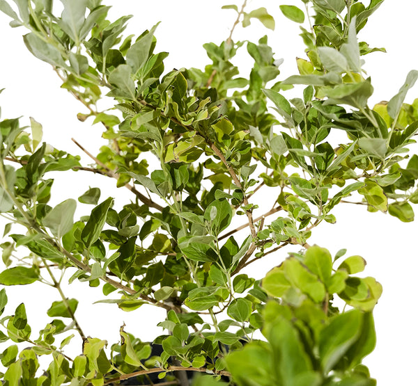 Vitex Green 25 cms pots - 1.5 mtrs height