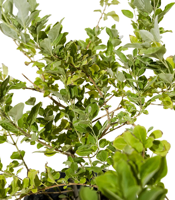 Vitex Green 25 cms pots - 1.5 mtrs height