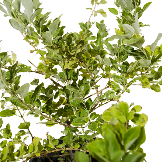 Vitex Green 25 cms pots - 1.5 mtrs height