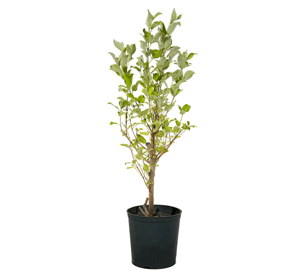 Vitex Red