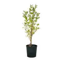 Vitex Green