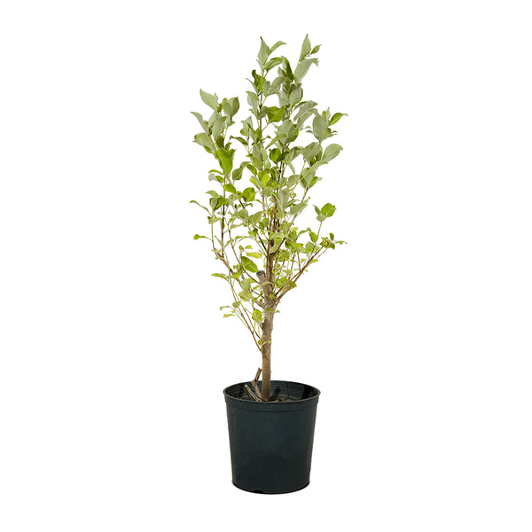 Vitex Green