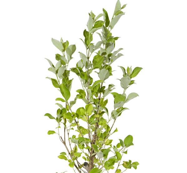 Vitex Red