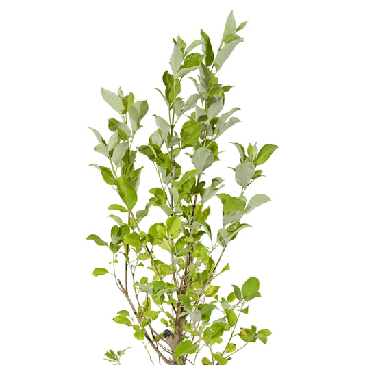 Vitex Green